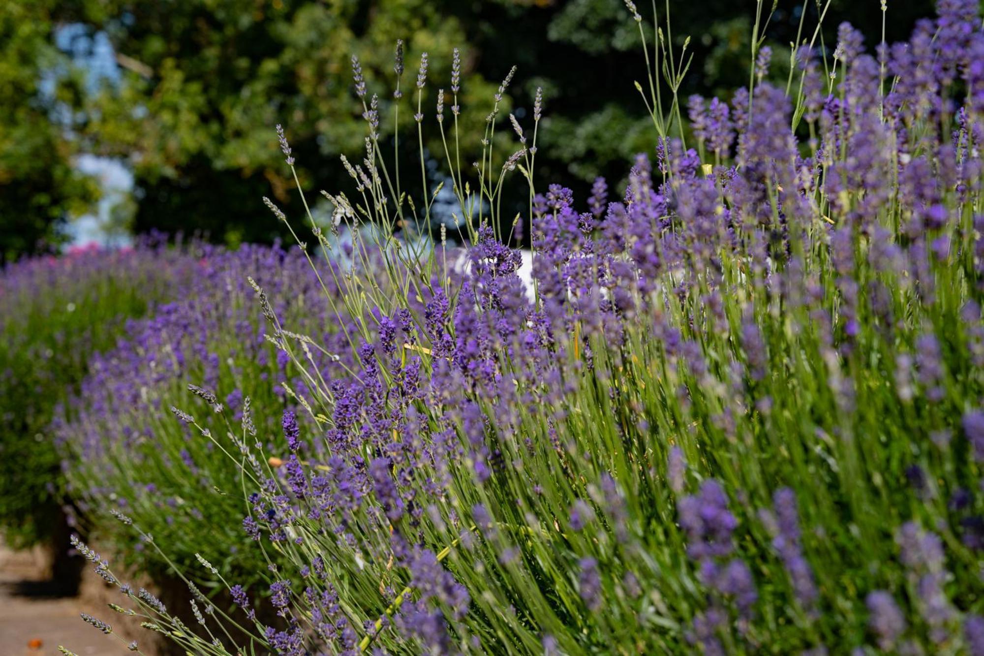 The Briers Country House Newcastle  Kültér fotó